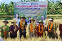 HIPPI Buleleng Gelar Panen Bersama, Wujud Dukung Ketahanan Pangan Nasional
