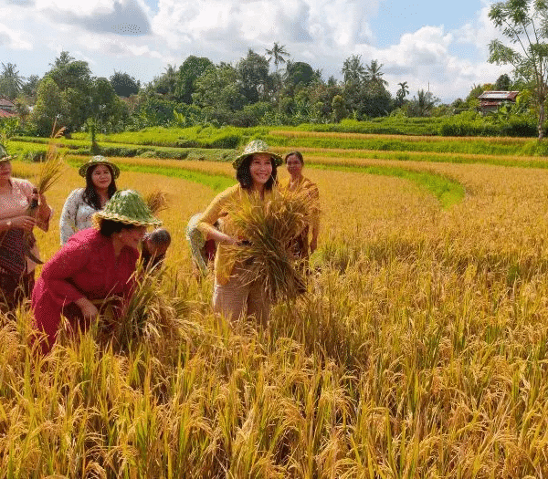 Panen Padi Organik di Buleleng,…